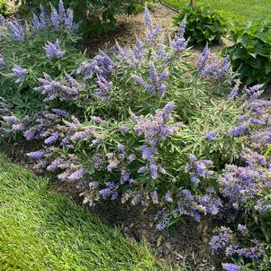 Vitex agnus-castus 'V12-2-1'