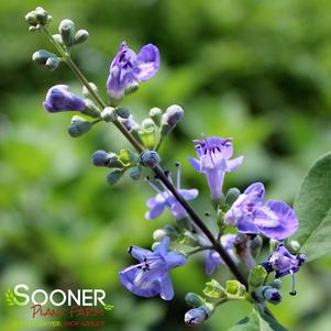 Vitex x 'Helen Froehlich'