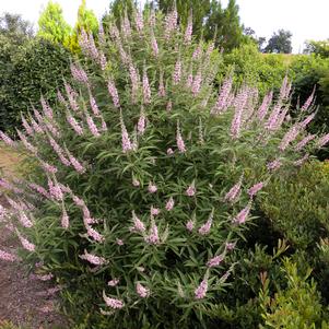 Vitex agnus-castus 'Bailtextwo'