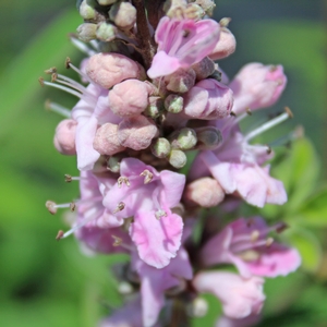 FLORA ANN PINK CHASTE TREE