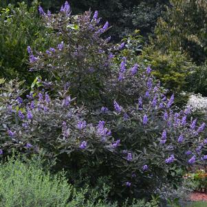 Vitex x 'Bailtexone'