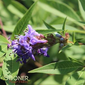 Vitex agnus-castus 'PIIVAC-I'