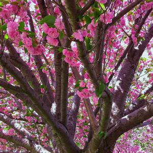 KWANZAN ORNAMENTAL CHERRY