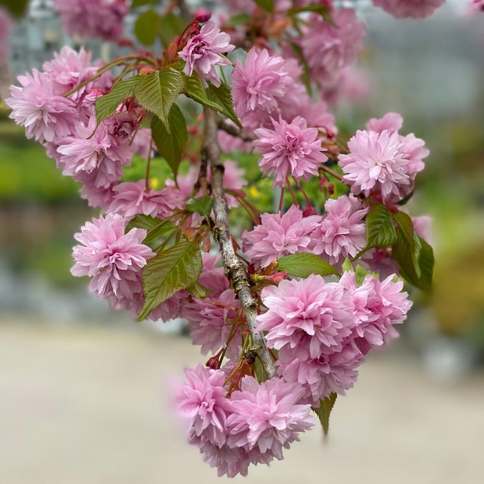 WEEPING EXTRAORDINAIRE™ FLOWERING CHERRY