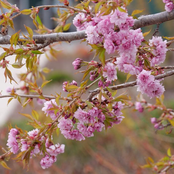 WEEPING EXTRAORDINAIRE™ FLOWERING CHERRY