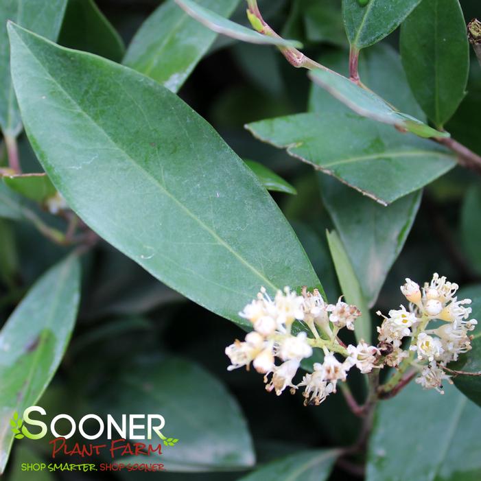 EVERBRITE™ CHERRY LAUREL