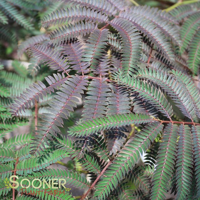 Image Property of Sooner Plant Farm, Inc.
