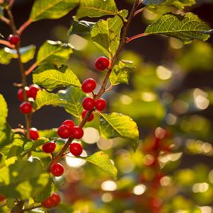 Ilex verticillata 'Bailfire'