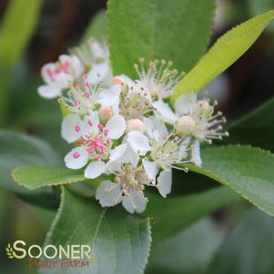 Aronia melanocarpa 'Uconnam166'