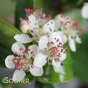 Aronia melanocarpa 'UCONNAM165'