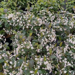 Aronia melanocarpa 'SMNAMPEM'