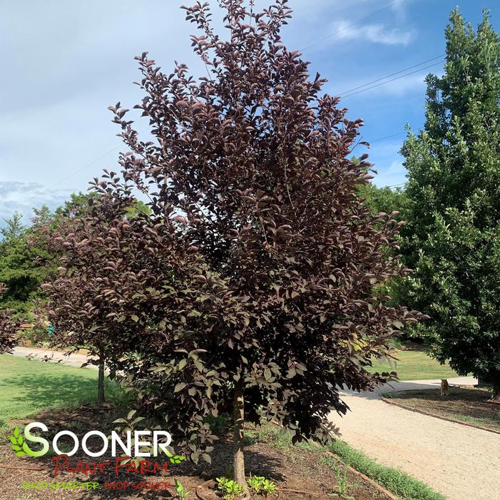 CANADA RED CHOKECHERRY