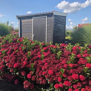 Hydrangea macrophylla 'Hortmagicri'