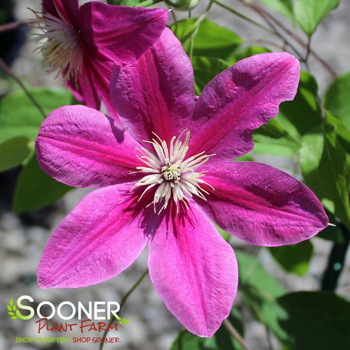 Image property of Sooner Plant Farm, Inc.