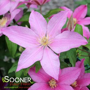 Clematis x 'Evipo077'