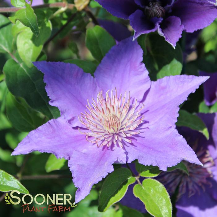 BIJOU™ CLEMATIS