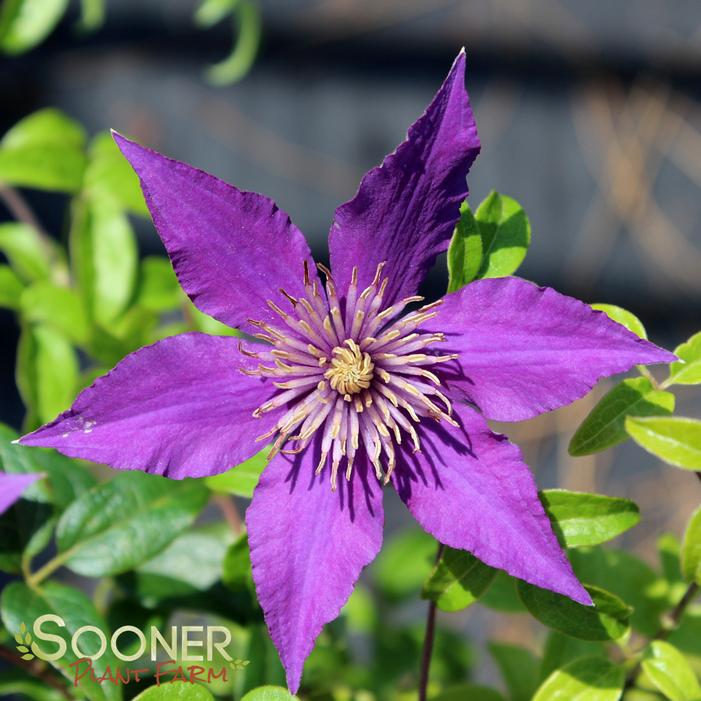 BIJOU™ CLEMATIS