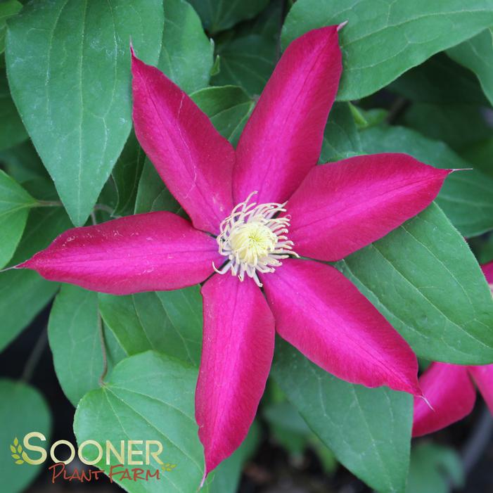 Image property of Sooner Plant Farm, Inc.