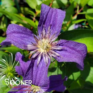 Clematis x 'Cleminov 51'