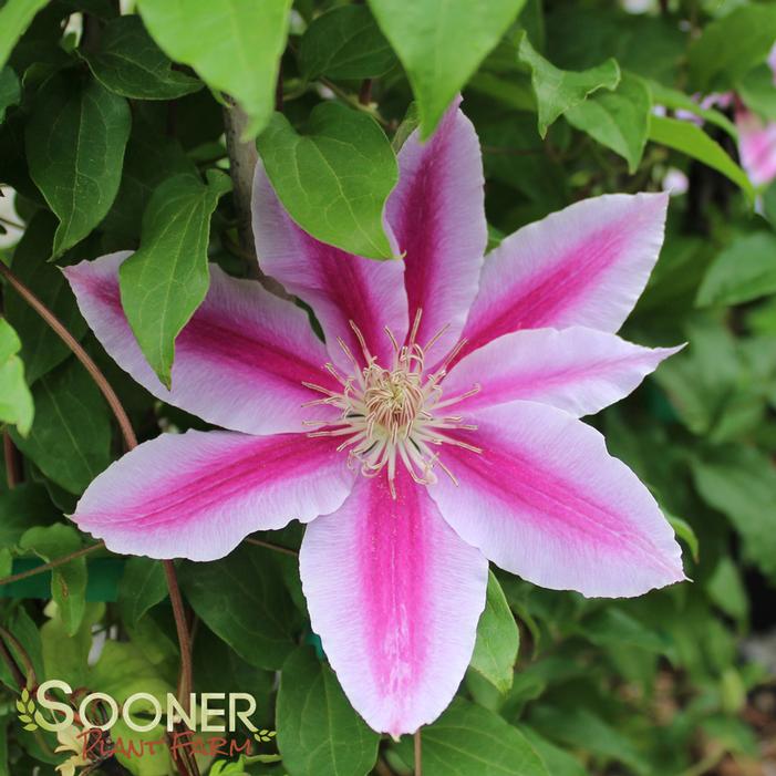 DR. RUPPEL CLEMATIS