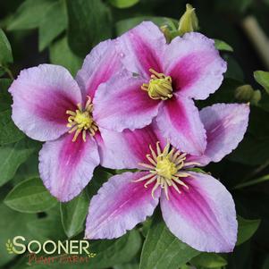 Clematis x 'Piilu'