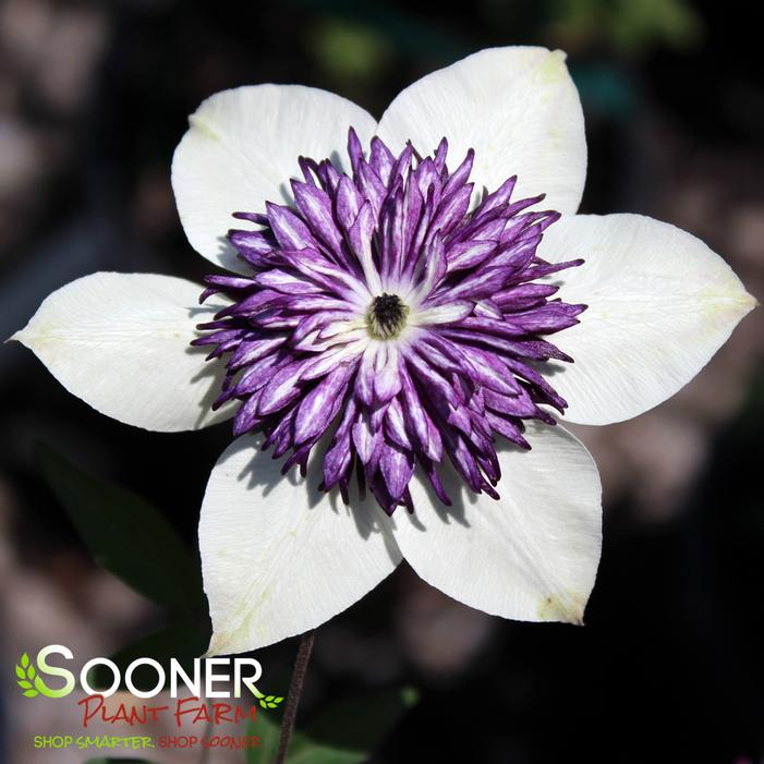 Image property of Sooner Plant Farm, Inc.