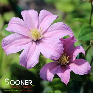 Clematis x 'Comtesse De Bouchaud'