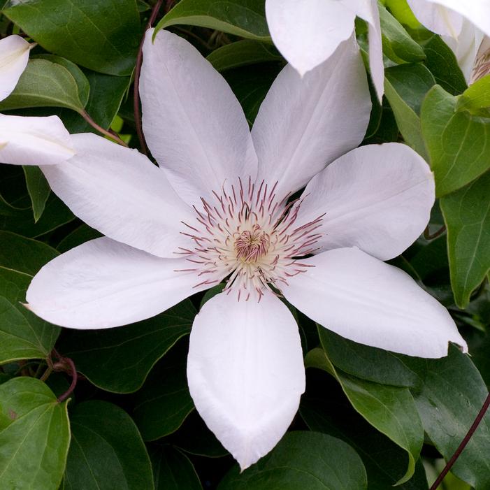 HENRYI CLEMATIS