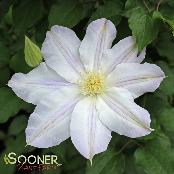 ICE BLUE™ CLEMATIS