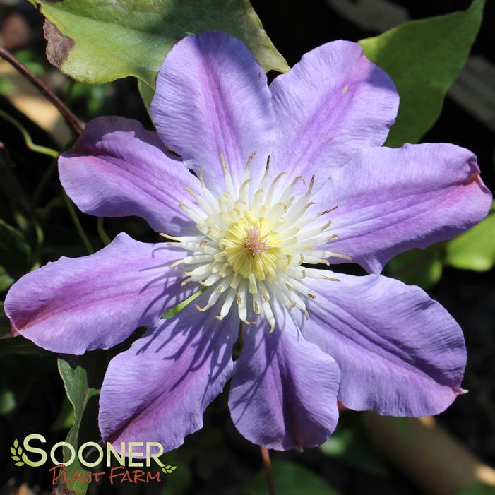 ICE BLUE™ CLEMATIS