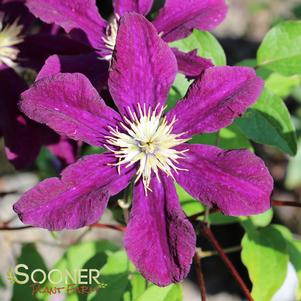 Clematis x jackmanii 'Warszawska Nike'