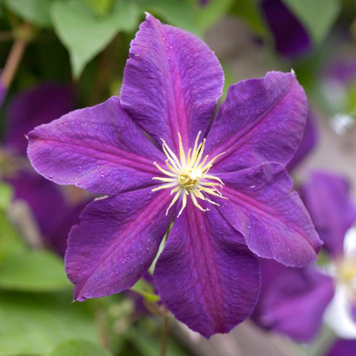 JACKMANII SUPERBA CLEMATIS