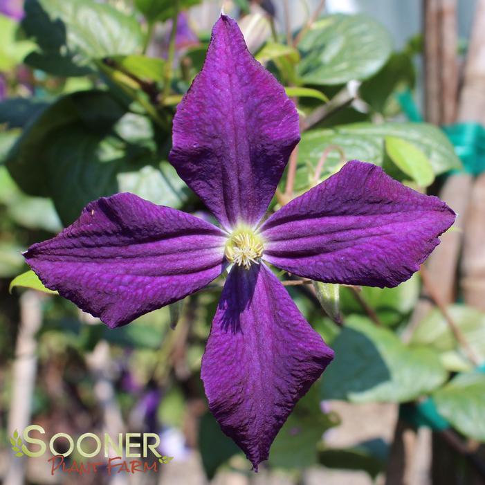 JACKMANII CLEMATIS