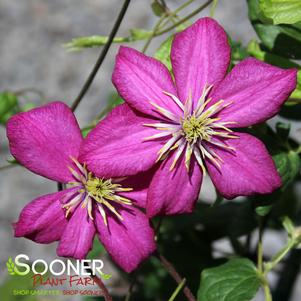 Clematis x viticella 'Ville de Lyon'