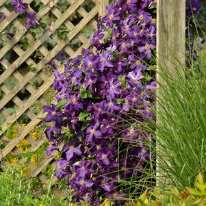 Clematis x 'Jackmanii Superba'