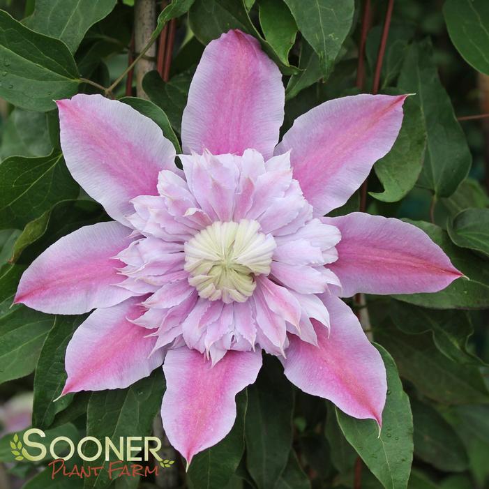Image property of Sooner Plant Farm, Inc.