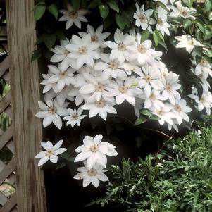 Clematis x 'Henryi'