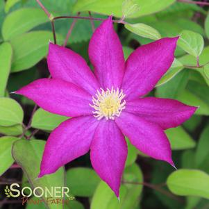 Clematis x 'Pink Champagne'