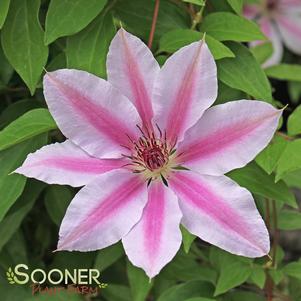 Clematis x 'Nelly Moser'