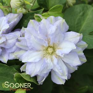 Clematis x 'Diamond Ball'