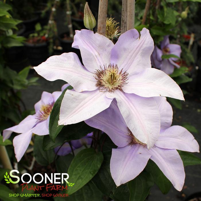 RAMONA CLEMATIS