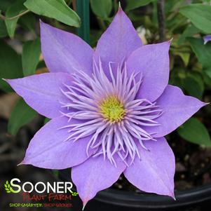 Clematis x 'Evipo038'