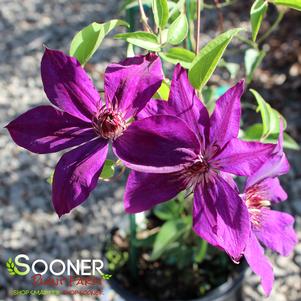 Clematis x patens 'The President'