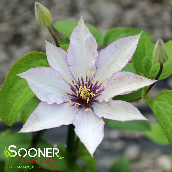 SAMARITAN JO™ CLEMATIS