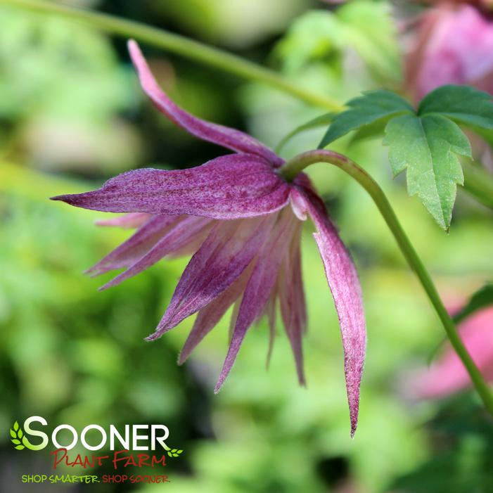 SPARKY® PINK CLEMATIS