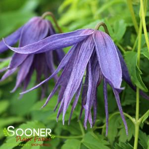 Clematis x 'Zospi'