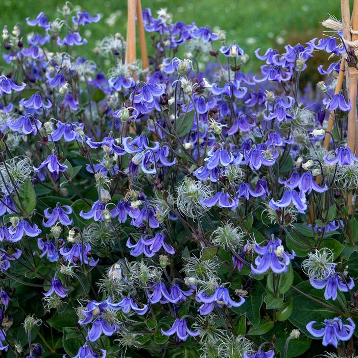 STAND BY ME BUSH CLEMATIS