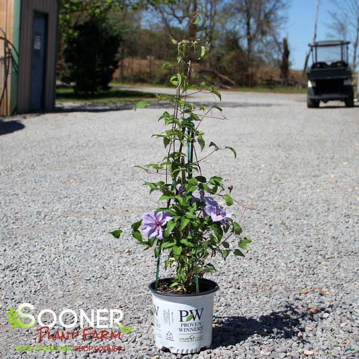 Image property of Sooner Plant Farm, Inc.