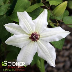 Clematis x 'Fragrant Star'