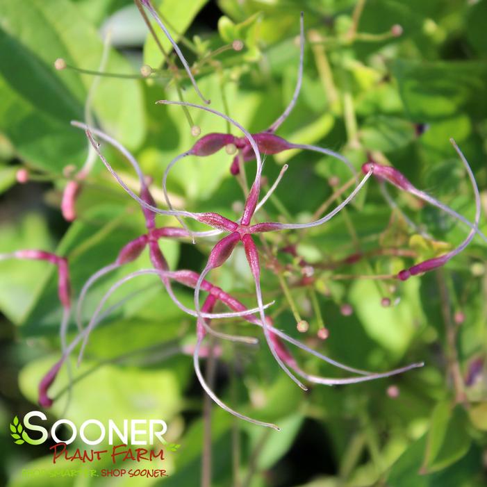 SWEET AUTUMN CLEMATIS